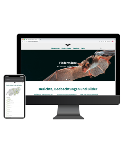 Web Auftritt Fleder maus